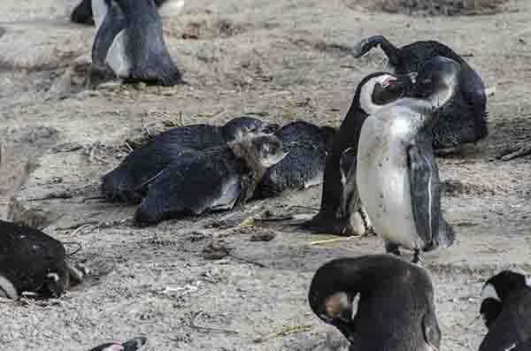 Pingüino Africano - parque nacional Table Mountain - Sudáfrica 3.jpg